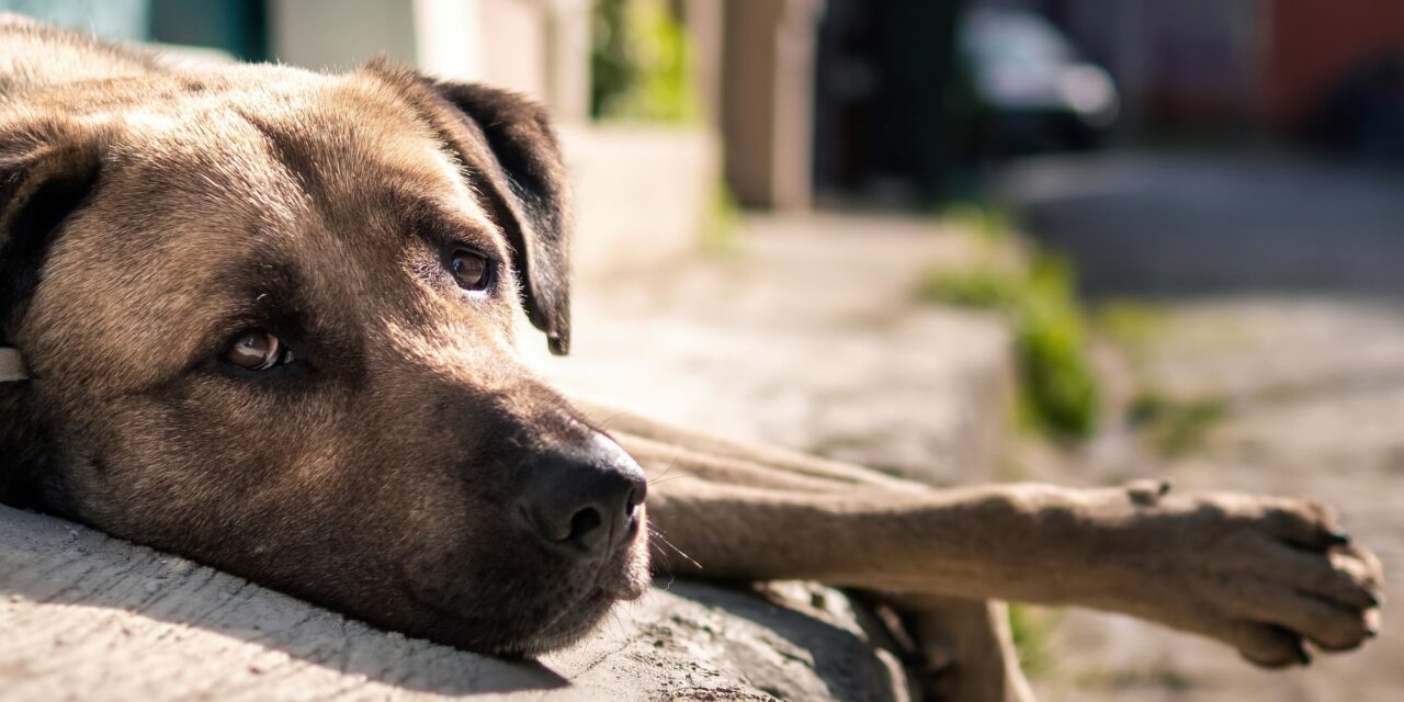 Por qué se celebra cada 27 de julio y la importancia de ayudar a los perros sin hogar