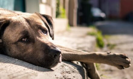 Por qué se celebra cada 27 de julio y la importancia de ayudar a los perros sin hogar