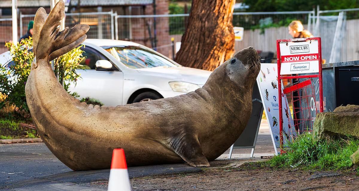 Neil, la foca elefante de 1.000 kilos que se volvió viral y causó destrozos en las calles