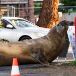 Neil, la foca elefante de 1.000 kilos que se volvió viral y causó destrozos en las calles