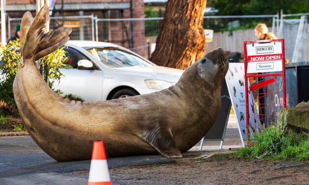 Neil, la foca elefante de 1.000 kilos que se volvió viral y causó destrozos en las calles