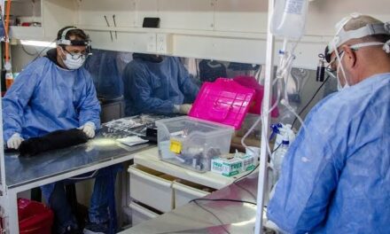 Día Mundial de las Zoonosis: realizarán una jornada gratuita de esterilización y vacunación en el Parque de Mayo