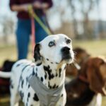 por qué se celebra cada 21 de julio y cómo hacer feliz a tu perro