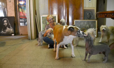 Proteccionistas tras el hallazgo de perros muertos en Médano de Oro: “Siempre con los animales estamos a la deriva»