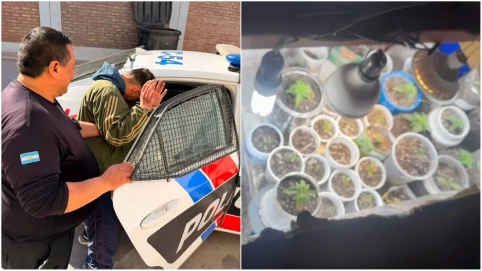 Lo detuvieron tras un episodio de violencia y encontraron 56 plantines de marihuana