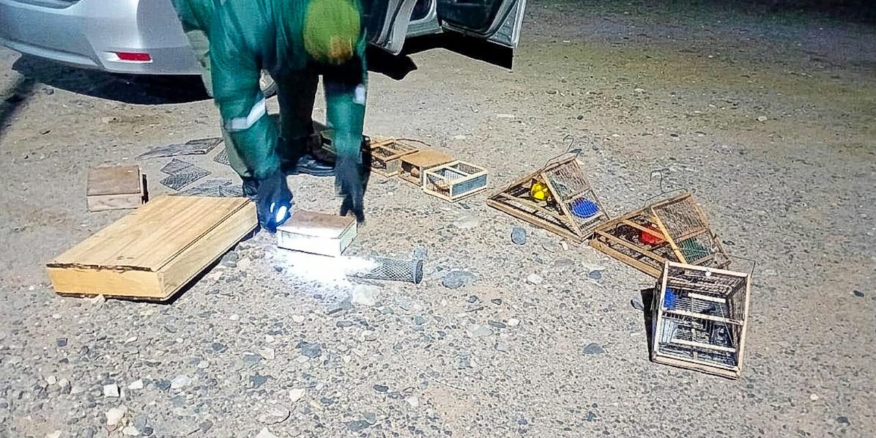 Rescataron 30 aves silvestres que eran trasladadas en medio de un operativo