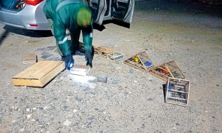 Rescataron 30 aves silvestres que eran trasladadas en medio de un operativo