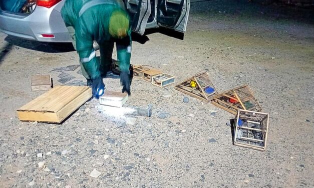 Rescataron 30 aves silvestres que eran trasladadas en medio de un operativo