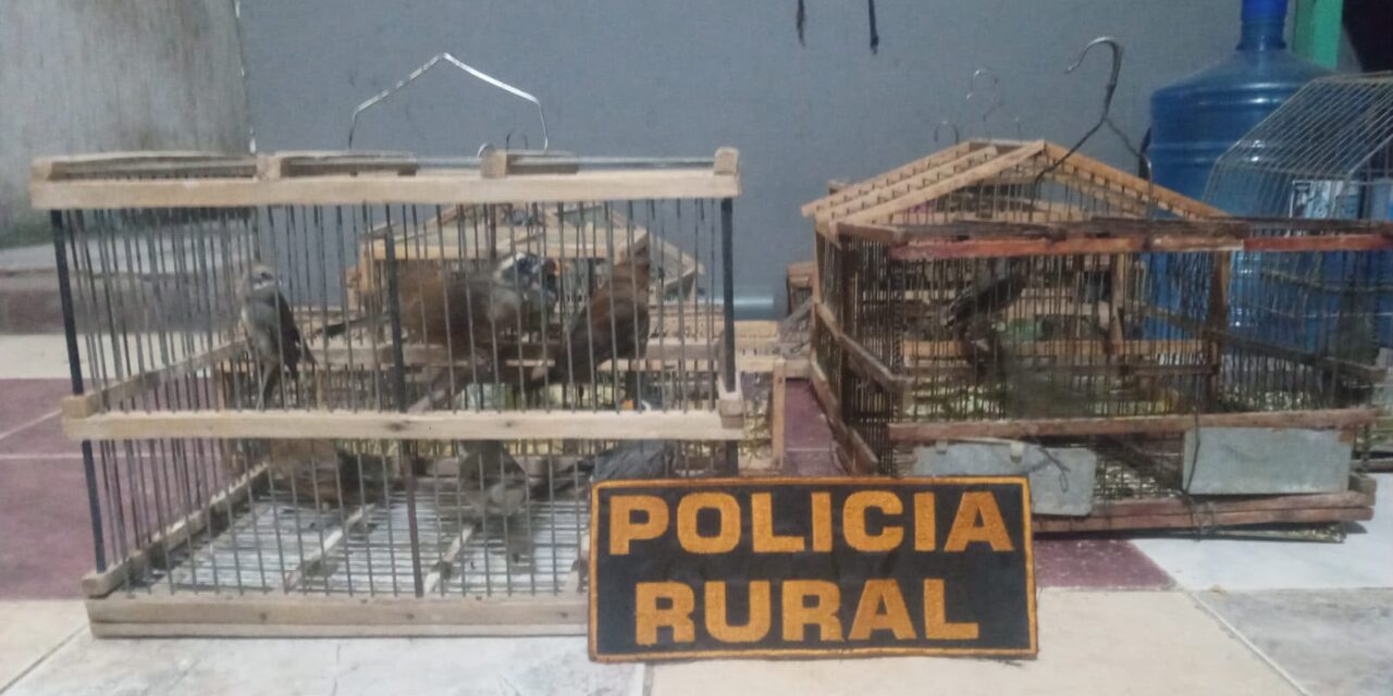 Allanaron dos lugares en 25 de Mayo y encontraron aves autóctonas y armas