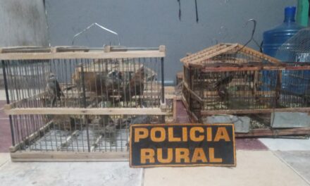 Allanaron dos lugares en 25 de Mayo y encontraron aves autóctonas y armas