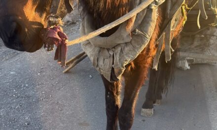 Detuvieron en Pocito a un hombre que trasladaba un caballo en evidente estado de abandono