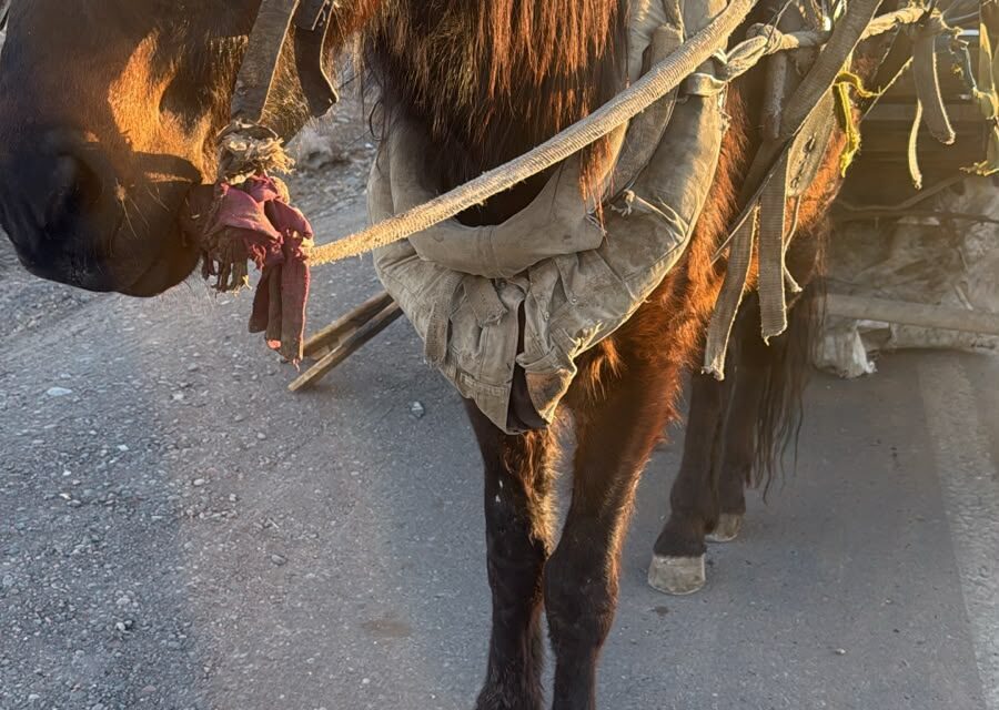 Detuvieron en Pocito a un hombre que trasladaba un caballo en evidente estado de abandono