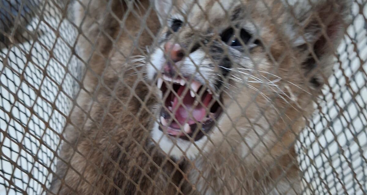Rescataron dos cachorros de puma que estaban en cautiverio en Sarmiento