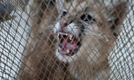 Rescataron dos cachorros de puma que estaban en cautiverio en Sarmiento