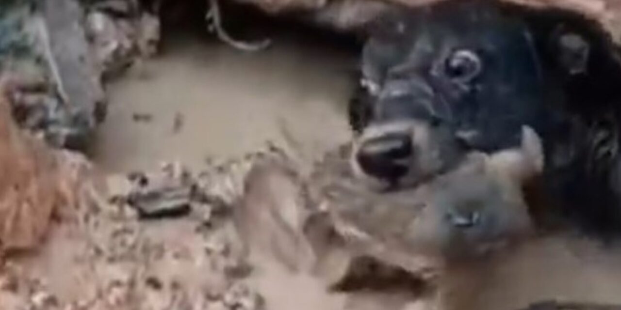 El increíble rescate que realizó una perra para salvar a su cachorrito