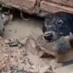 El increíble rescate que realizó una perra para salvar a su cachorrito