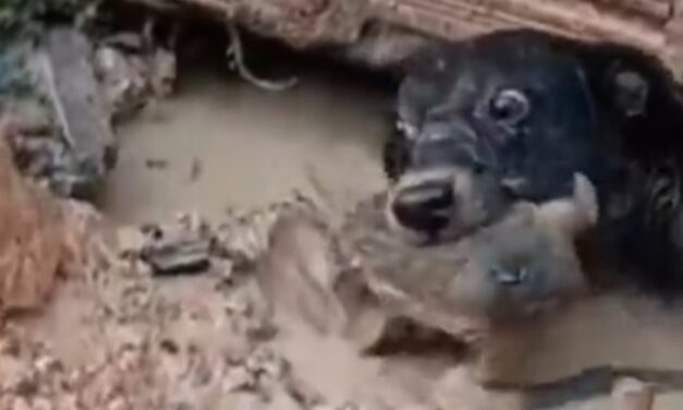 El increíble rescate que realizó una perra para salvar a su cachorrito