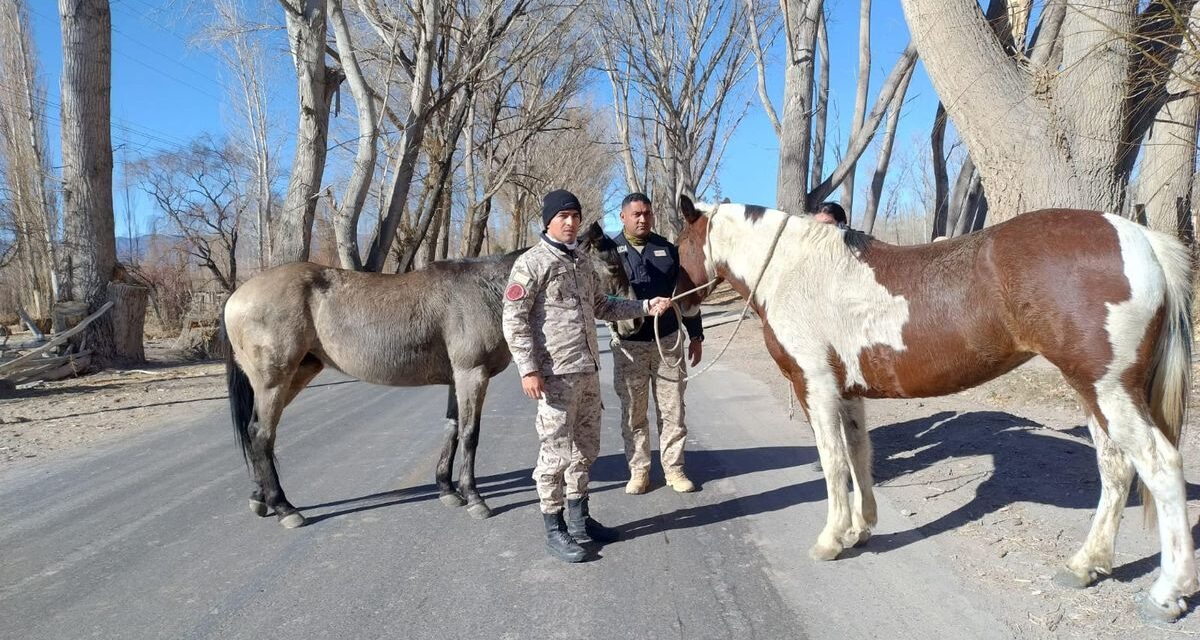 Ruta 20 y 510, las más complicadas por animales sueltos