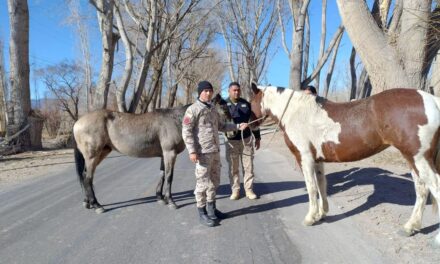 Ruta 20 y 510, las más complicadas por animales sueltos