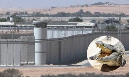 Frenan en Israel un proyecto para rodear con cocodrilos una cárcel de presos palestinos