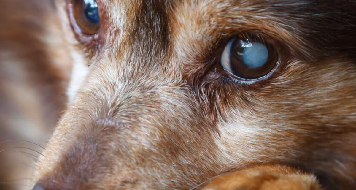 Ya no se venderá carne de perro en Corea del Sur