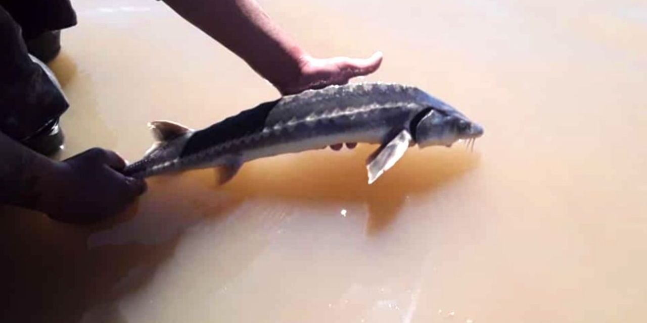 Reapareció un pez de origen prehistórico y científicos necesitan la ayuda de los pescadores