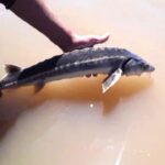 Reapareció un pez de origen prehistórico y científicos necesitan la ayuda de los pescadores