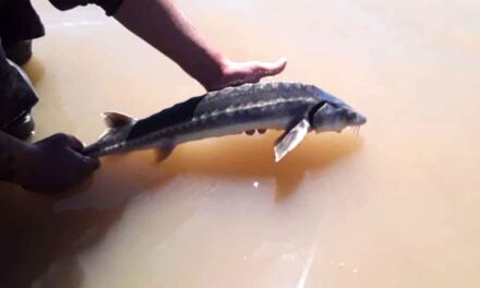 Reapareció un pez de origen prehistórico y científicos necesitan la ayuda de los pescadores