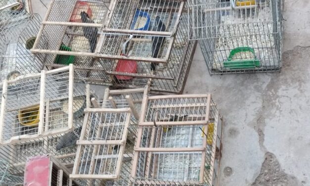 Rescataron 45 aves silvestres y secuestraron cuatro toneladas de leña en controles