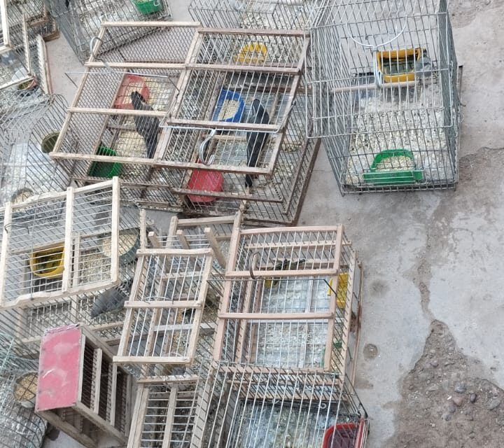 Rescataron 45 aves silvestres y secuestraron cuatro toneladas de leña en controles