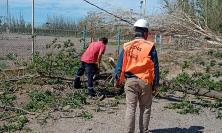 Chimbas: árboles, ramas y postes caídos por el fuerte viento