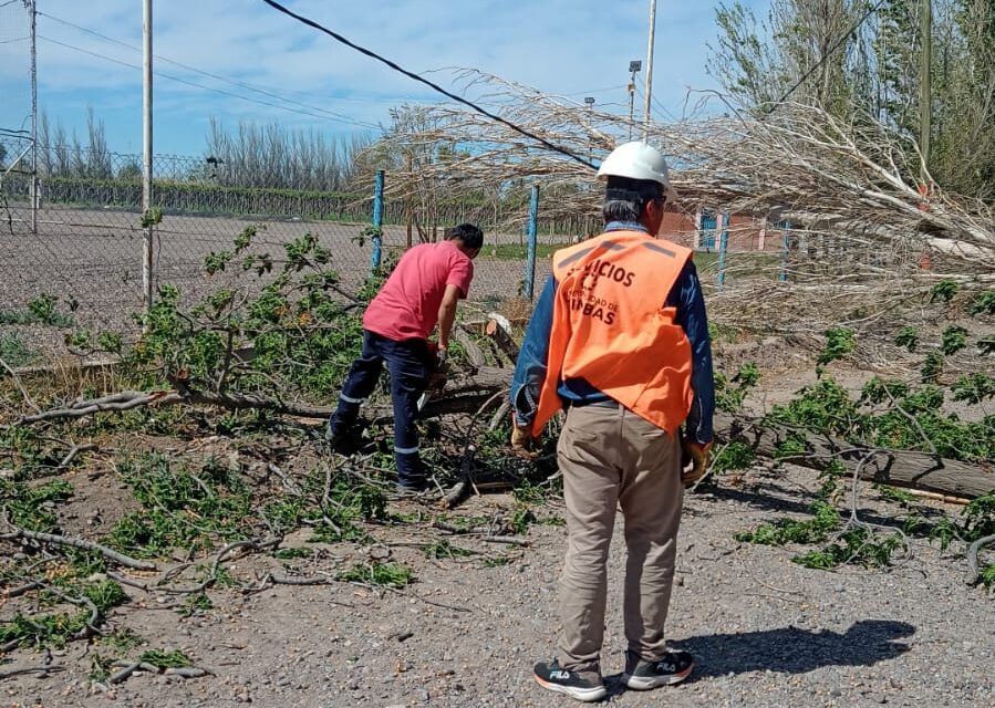 Chimbas: árboles, ramas y postes caídos por el fuerte viento