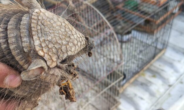 Angaco: allanaron una casa y encontraron aves autóctonas y un quirquincho que eran ofrecidos por WhatsApp