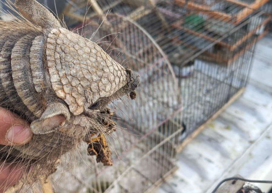 Angaco: allanaron una casa y encontraron aves autóctonas y un quirquincho que eran ofrecidos por WhatsApp