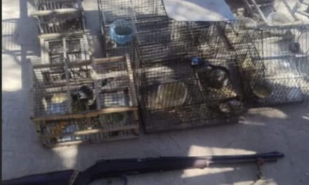 Albardón: encontraron 21 aves silvestres en cautiverio y además secuestraron un arma calibre .22