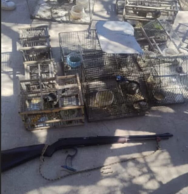 Albardón: encontraron 21 aves silvestres en cautiverio y además secuestraron un arma calibre .22