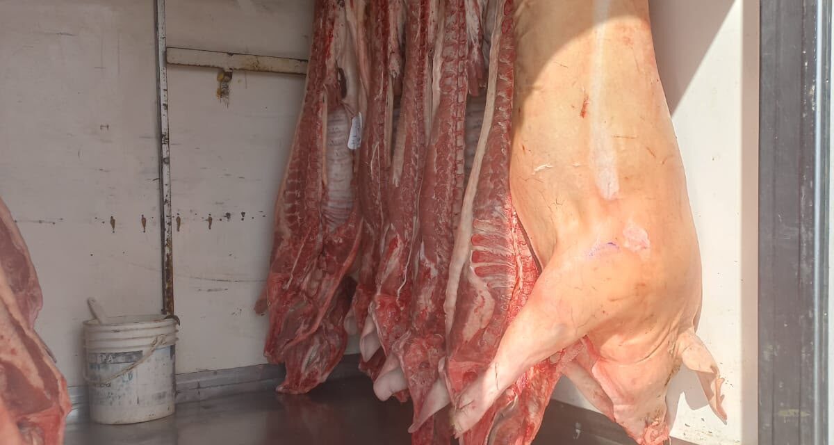 Decomisaron más de 14 reses de cerdo que eran trasladadas en pésimas condiciones sanitarias