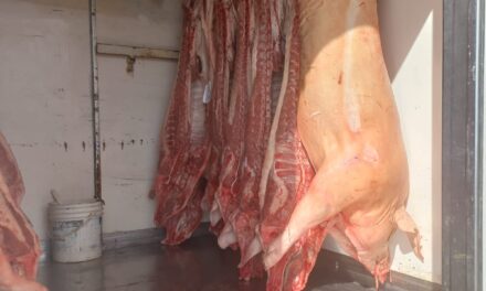 Decomisaron más de 14 reses de cerdo que eran trasladadas en pésimas condiciones sanitarias