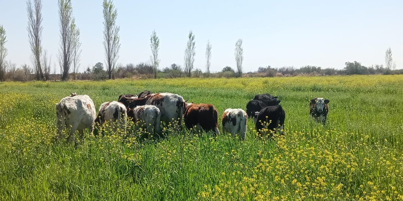Vacunos sueltos causaron daños en cultivos y terminaron bajo resguardo en Sarmiento