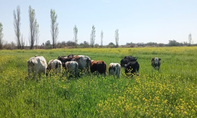 Vacunos sueltos causaron daños en cultivos y terminaron bajo resguardo en Sarmiento