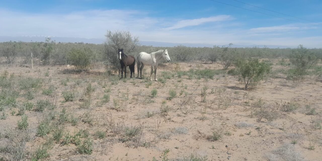 Secuestraron cinco animales sueltos en la Ruta 141 y labraron un acta al propietario