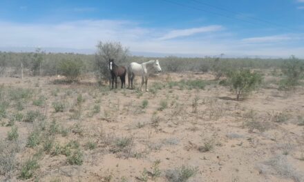Secuestraron cinco animales sueltos en la Ruta 141 y labraron un acta al propietario
