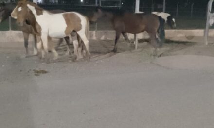 Bermejo: encontraron dos caballos sueltos y terminaron secuestrados por poner en riesgo a los conductores