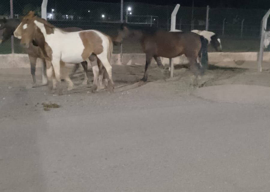 Bermejo: encontraron dos caballos sueltos y terminaron secuestrados por poner en riesgo a los conductores
