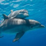 el insólito cambio en la dieta de los delfines que alarma a los científicos