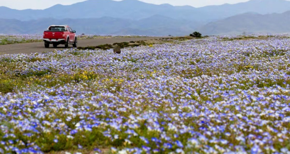 El desierto de Atacama se cubrió de flores tras las lluvias asociadas a El Niño