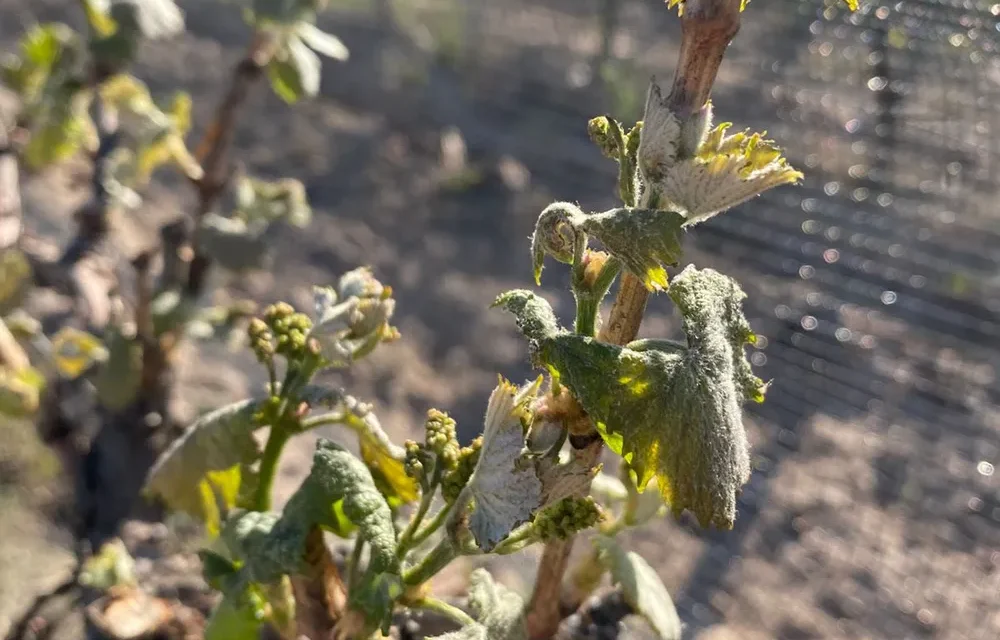 Nueva baja de temperatura a la vista: las lluvias podrían evitar otra helada fuerte y llevar alivio a la uva