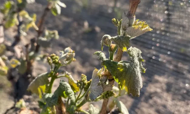 Nueva baja de temperatura a la vista: las lluvias podrían evitar otra helada fuerte y llevar alivio a la uva