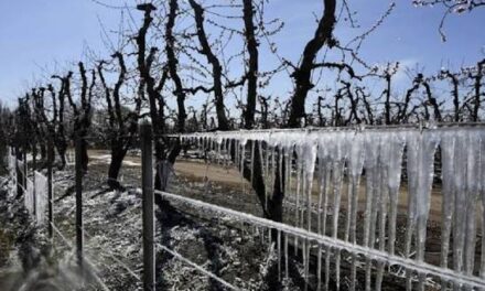 La helada golpeó a toda la provincia: ya hay 12 denuncias por daños en los cultivos