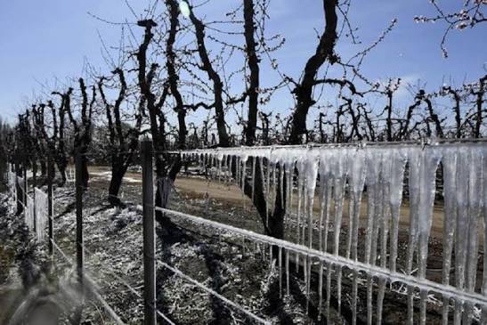 La helada golpeó a toda la provincia: ya hay 12 denuncias por daños en los cultivos